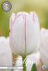 smartbulb:80211