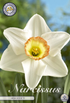 smartbulb:82045