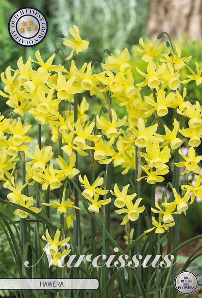smartbulb:82210