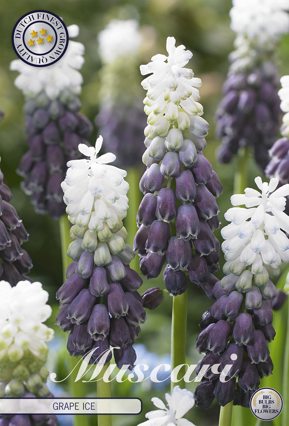smartbulb:84643