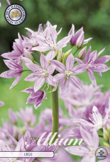 Dutch Label Allium Eros x10
